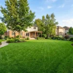 weed control in lawn